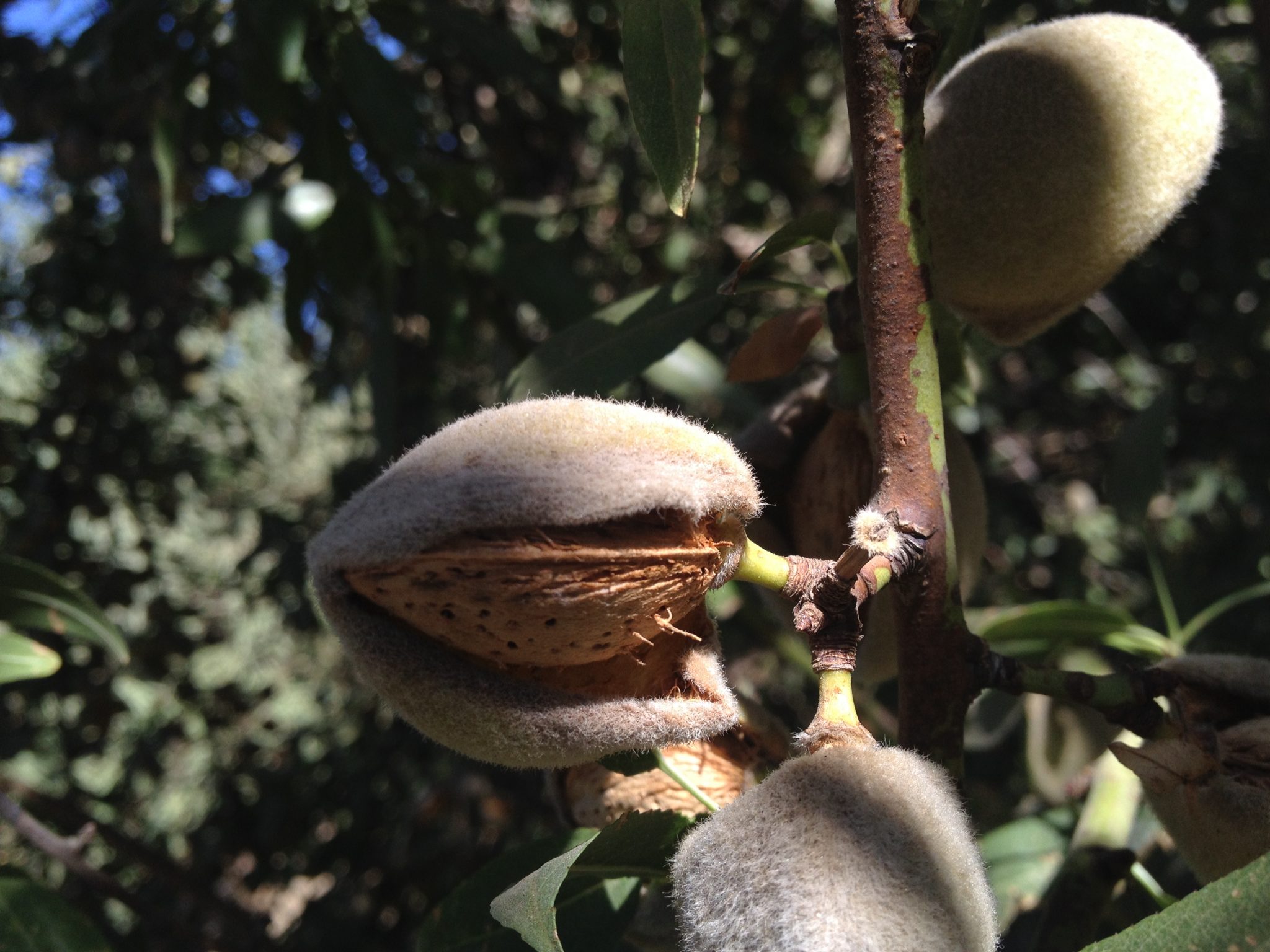 Who knew this is how almonds grow?