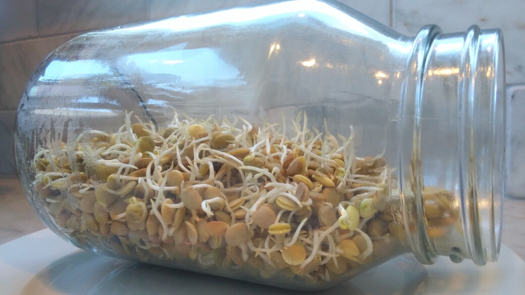 Grow your own sprouts day 4