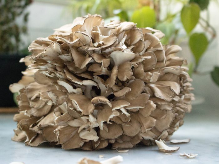 Cauliflower Mushroom