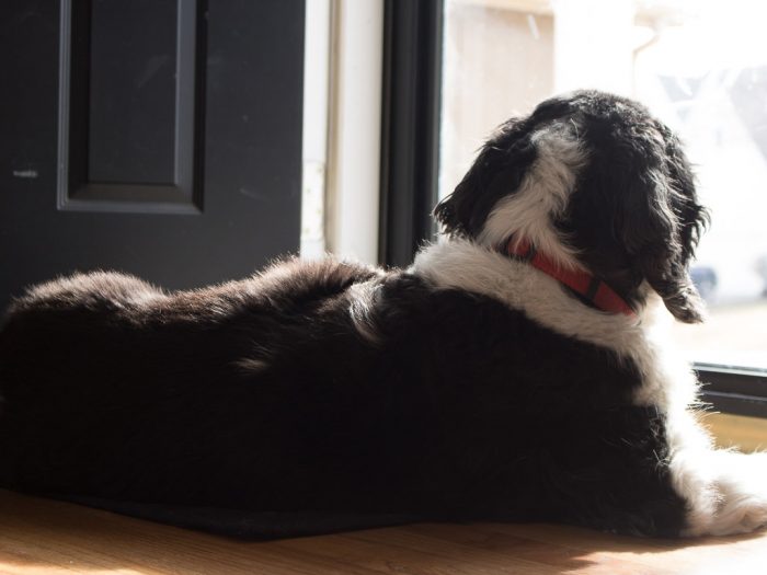 Budde in sun spot front door