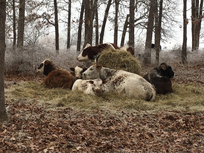 Grouping of peaceful cows resting in a field in winter