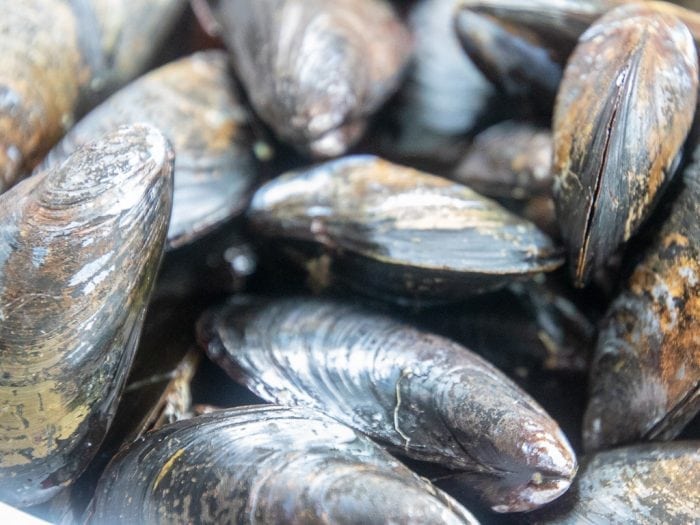 uncooked mussels