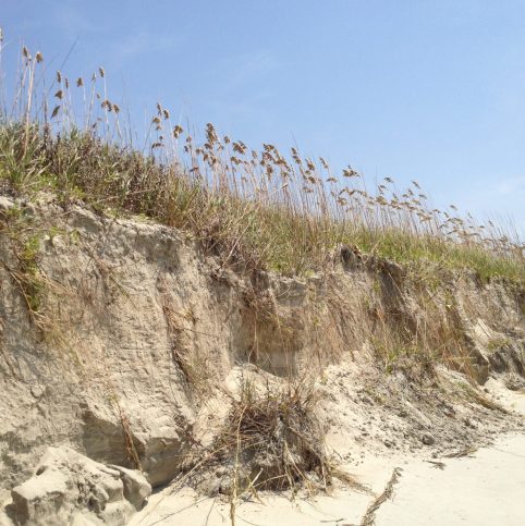 Sand Dunes at Isle of Palm